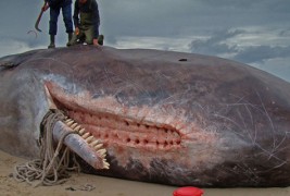 Морничави скулптури бркаат луѓе од плажа