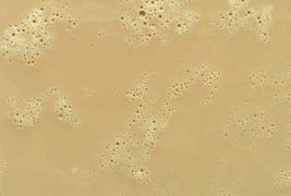 Опијането желе од кафе
