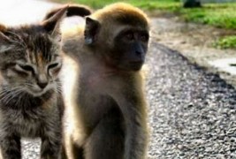 Чудна љубов помеѓу мајмун и мачки