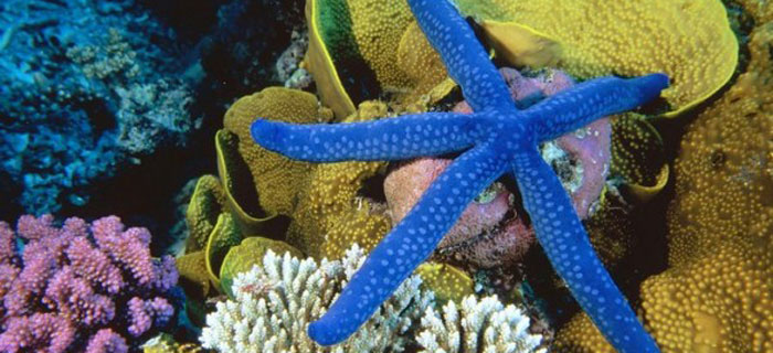 Неверојатниот морски свет во Големиот корален гребен