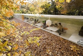 Канцеларија лоцирана во фантастичен шумски предел