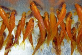 Фантастични 3Д рипки насликани во смола