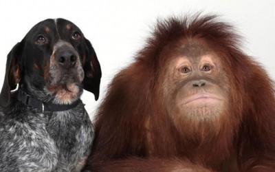 Верното пријателство помеѓу кучето Роско и орангутанот Сирија
