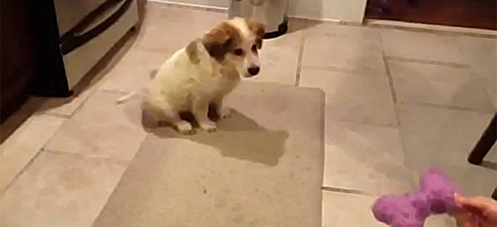 Како куче учи да фаќа коска?