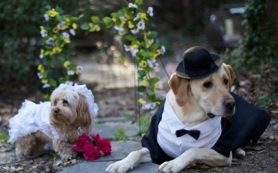 Овие две кучиња сигурно имаат поубав свадбен албум од вашиот