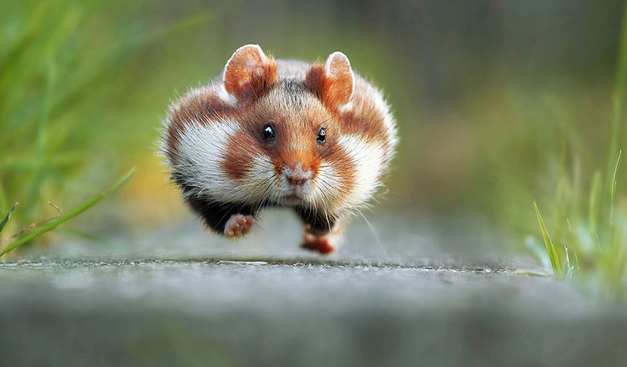 13 смешни победници на наградите Comedy Wildlife Photography