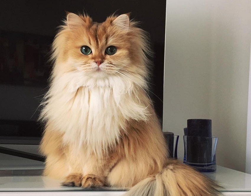 Запознајте го Смуди: Најфотогеничното маче во светот