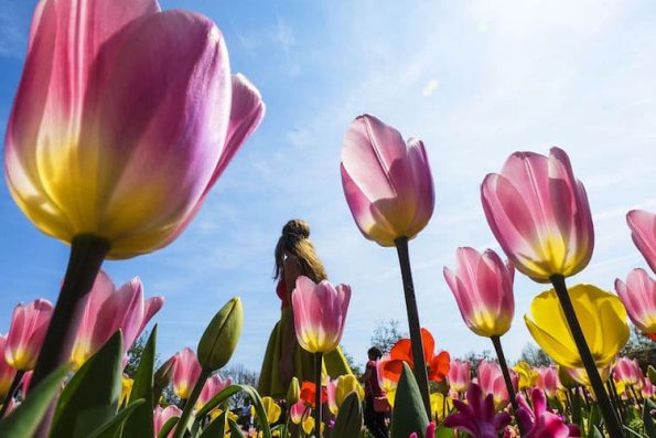 Неверојатни пејсажи од лалињата во Холандија