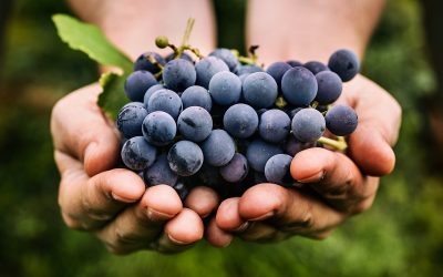 Кои се здравствените придобивки од грозјето?