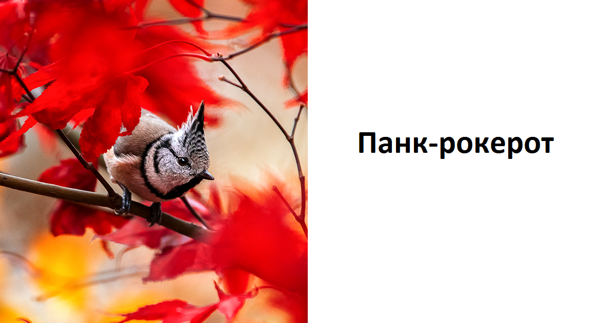 Откријте ги уникатните карактери на птиците преку овие 20 фотографии