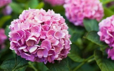 Kралскиот цвет кој го смирува умот: Ова цвеќе треба да ги засадите во дворот или градината!
