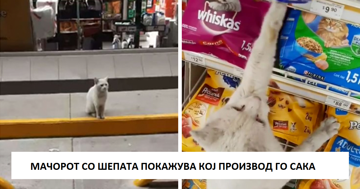 Паметен уличен мачор следел жена до продавница и барал од неа да му купи храна, па таа го вдомила